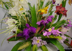 Wonderous orchids at Guapante